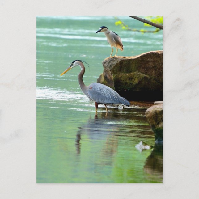 Carte Postale Deux hérons au bord de la rivière (Devant)
