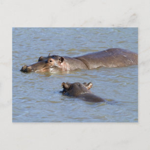 Carte Postale Deux hippopotames dans une rivière, le parc nation