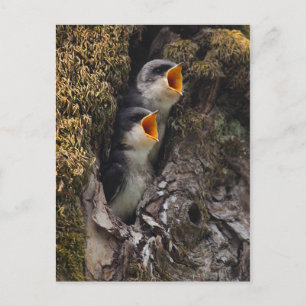 Carte Postale Deux hirondelles d'arbre à bébé
