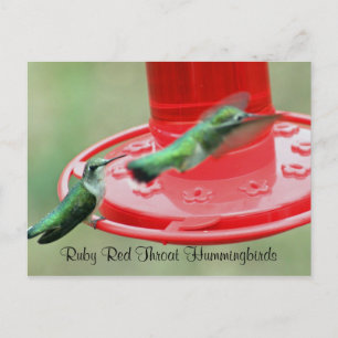 Carte Postale DEUX HUMMERS, Hummingbirds rubis roux