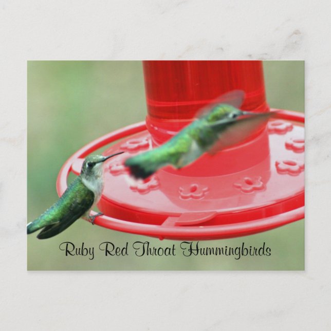 Carte Postale DEUX HUMMERS, Hummingbirds rubis roux (Devant)