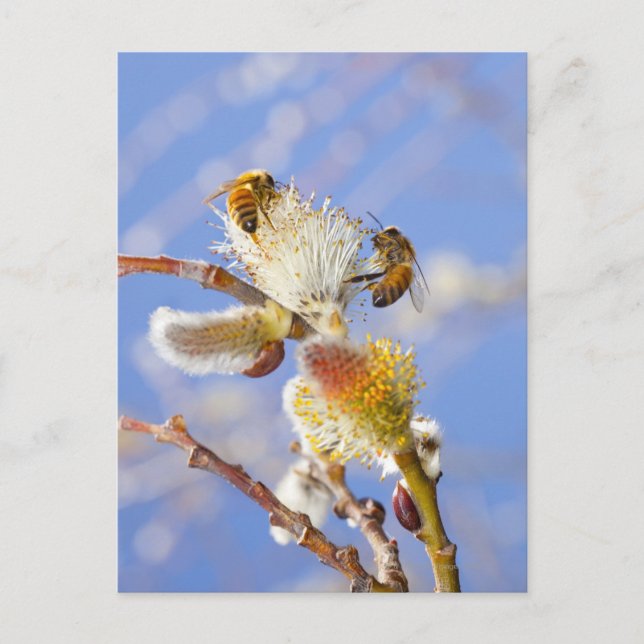 Carte Postale Deux joyeuses abeilles à miel qui ramassent du nec (Devant)