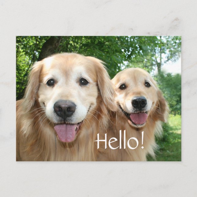 Carte Postale Deux Joyeux Chiens D'Excursion D'Or Dehors (Devant)