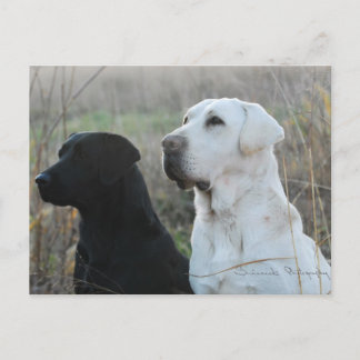 Carte postale Deux laboratoires