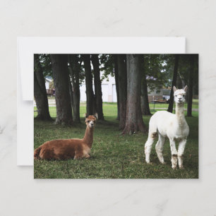 Carte Postale Deux lamas en Indiana