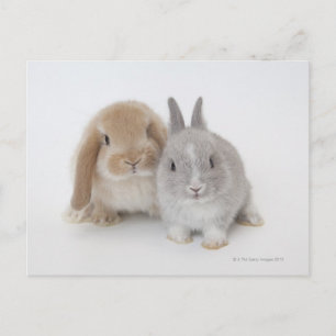 Carte Postale Deux lapins Netherland Dwarf et Holland Lop