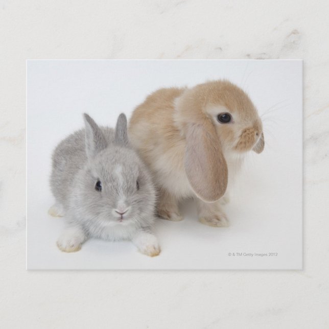 Carte Postale Deux lapins.Netherland Nwarf et Holland Lop. (Devant)