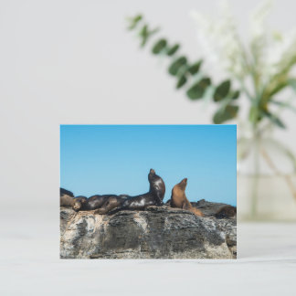 Carte Postale Deux lions de mer dans la mer de Cortez