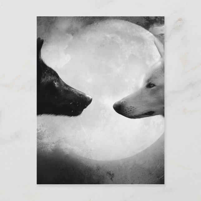 Carte Postale Deux loups se faisant face (Devant)