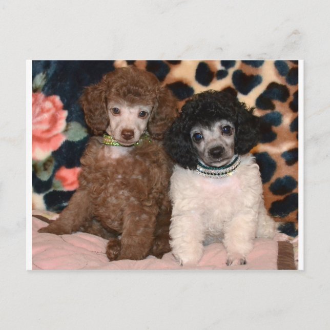 Carte Postale Deux mignonnes chiottes de caniche Chiots de canic (Devant)