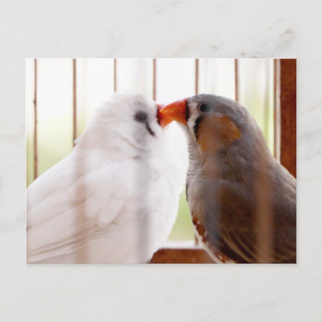 Carte Postale Deux mignons bouillons en cage (Devant)