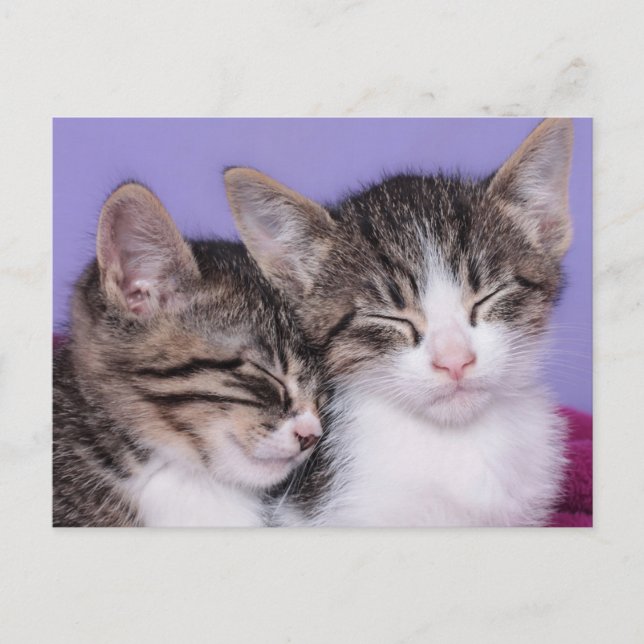 Carte Postale Deux mignons chatons qui font la sieste (Devant)