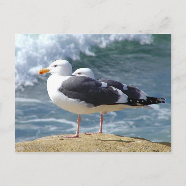 Carte Postale Deux mouettes (Devant)