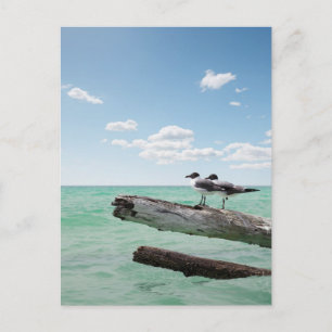 Carte Postale Deux mouettes assises sur un arbre mort qui sort