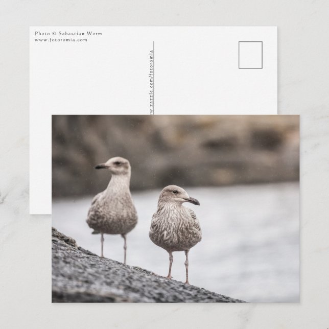 Carte Postale Deux mouettes Nature Photo (Devant / Derrière)