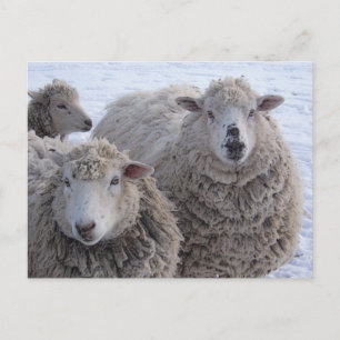 Carte Postale Deux moutons de janvier