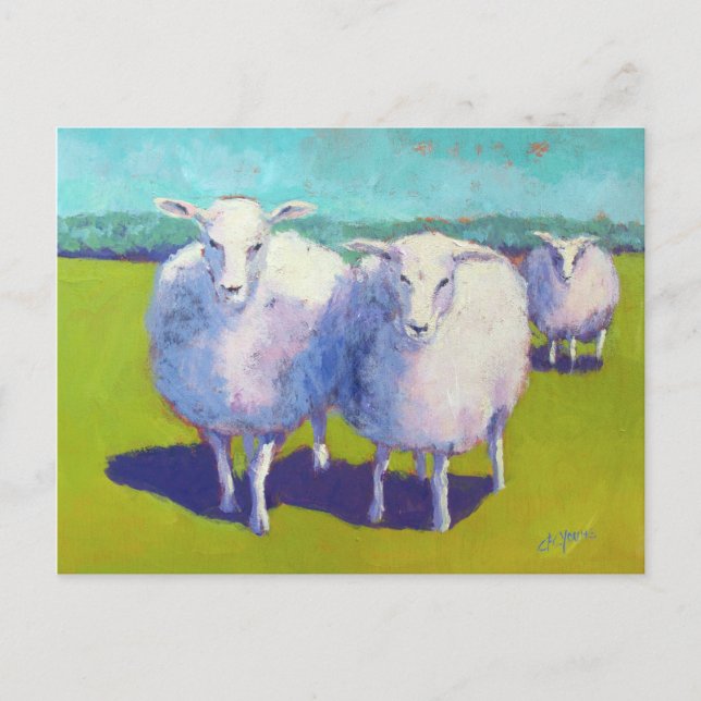 Carte Postale Deux Moutons En Champ (Devant)