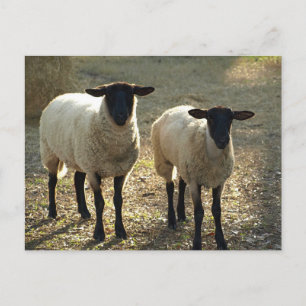 Carte Postale Deux moutons Suffolés Lumière du soleil après-midi