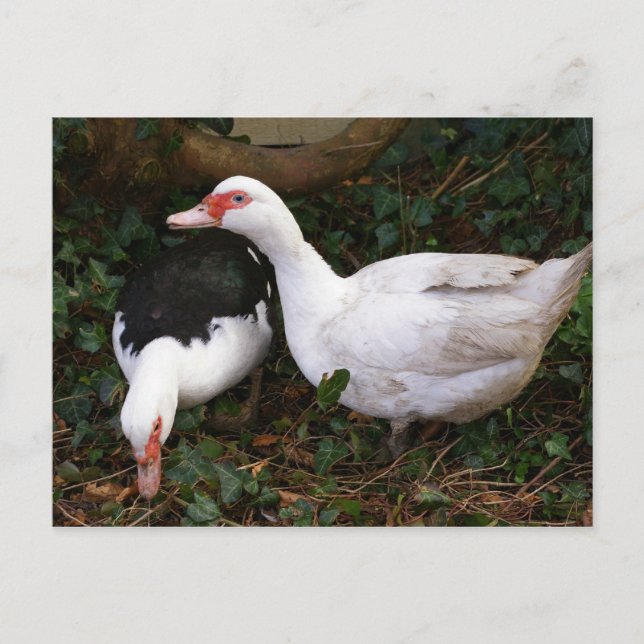 Carte Postale Deux muscovies (Devant)