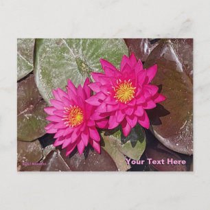 Carte Postale Deux nénuphars roses