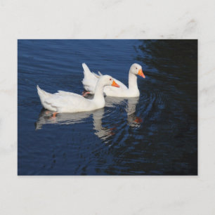 Carte Postale Deux Oies d'Emden
