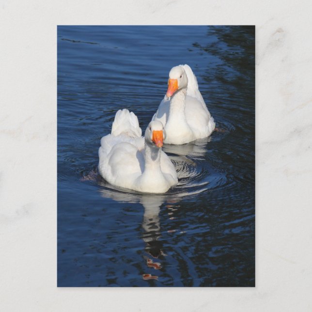 Carte Postale Deux oies d'Emden II (Devant)