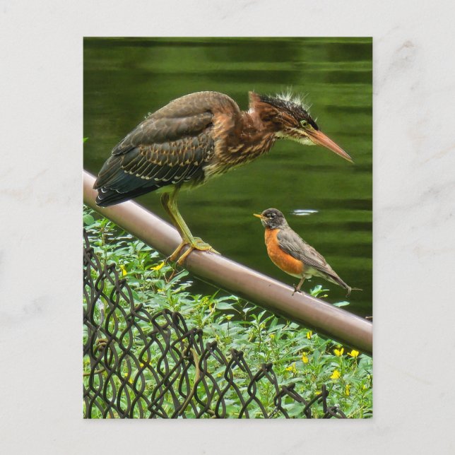 Carte Postale Deux oiseaux (Devant)