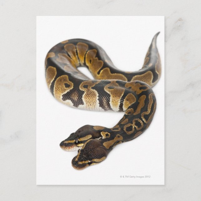 Carte Postale Deux ont dirigé le python royal ou le python de (Devant)
