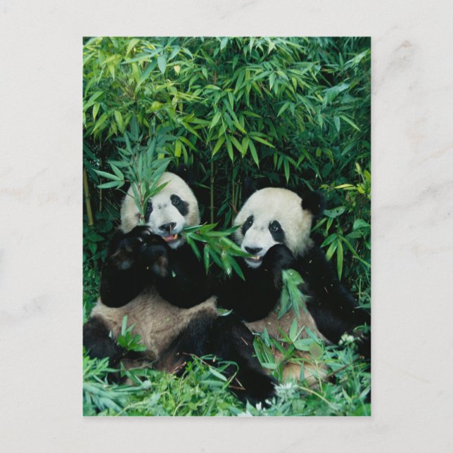 Carte Postale Deux pandas mangeant du bambou ensemble, Wolong, 2 (Devant)
