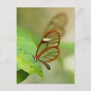Carte Postale Deux papillons ailés en verre