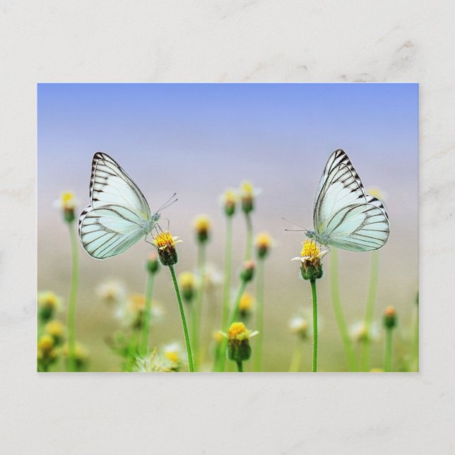 Carte Postale Deux papillons, deux fleurs (Devant)