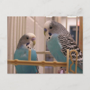 Carte Postale Deux parakeets