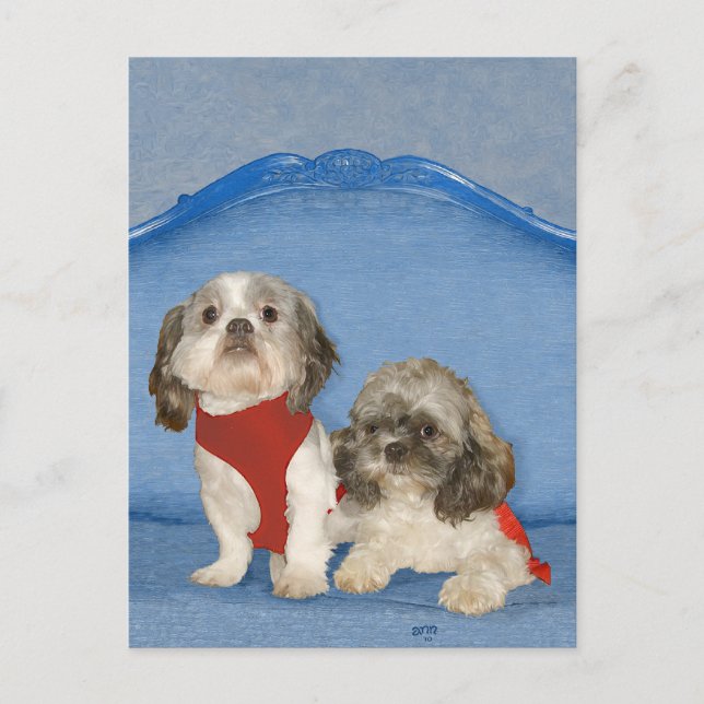 Carte Postale Deux Petits Chiites Tzu Secourent Des Doggies (Devant)