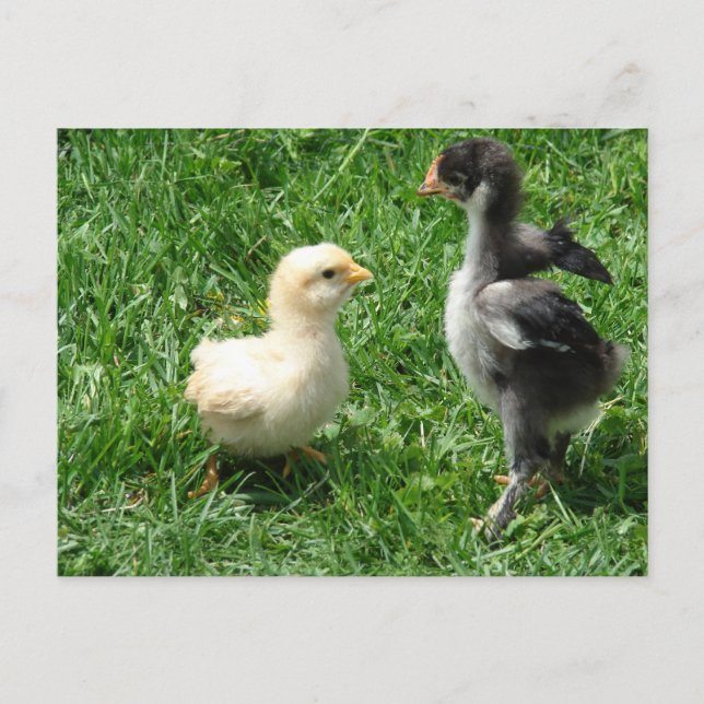 Carte Postale Deux petits désaccords (Devant)