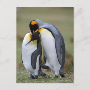 Carte Postale Deux pingouins