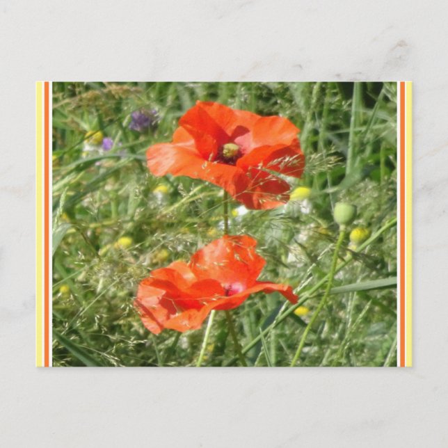 Carte Postale Deux Poppies rouges Fleurs sauvages do-it-yourself (Devant)