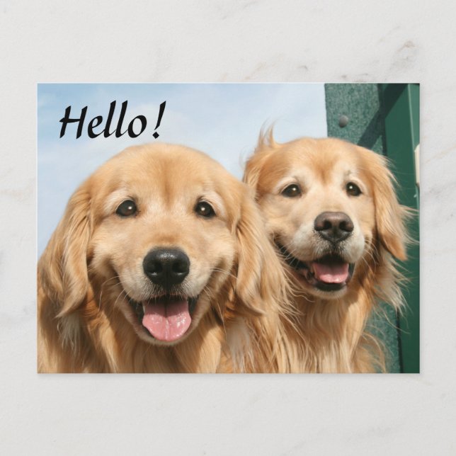 Carte Postale Deux Récupérateurs dorés souriants Bonjour (Devant)