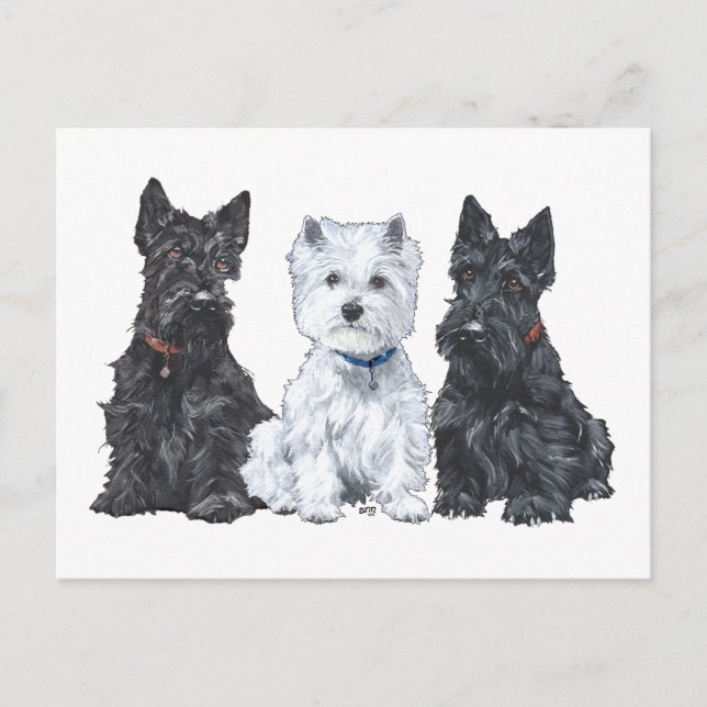 Carte Postale Deux Scotties et un Westie (Devant)