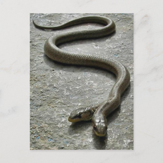 Carte Postale Deux Serpent À Tête (Devant)