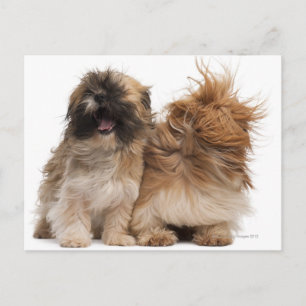 Carte Postale Deux Shih-Tzus au vent