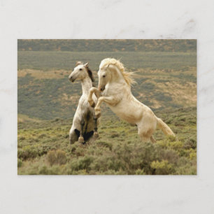 Carte Postale Deux Stallions sauvages combattent
