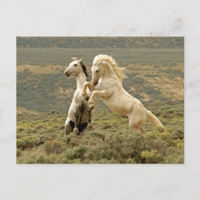 Carte Postale Deux Stallions sauvages combattent (Devant)