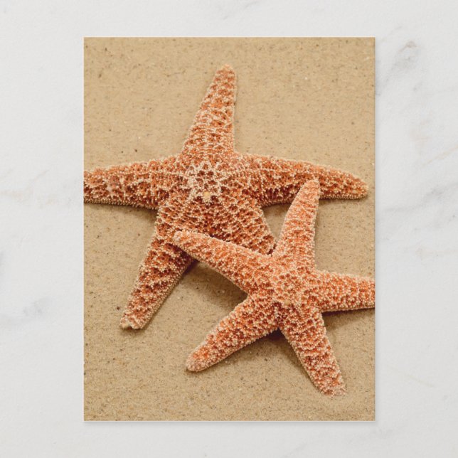 Carte Postale Deux Starfish à sucre (Devant)