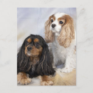 Carte Postale Deux Teckels Cavalier King Charles