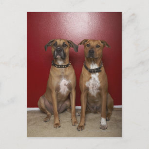 Carte Postale Deux terriers américains de stanford assis