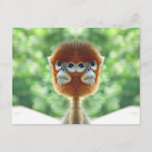 Carte Postale Deux têtes Bébé Singe