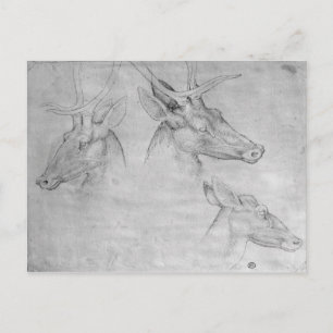 Carte Postale Deux têtes de cerfs, une tête d'un doe