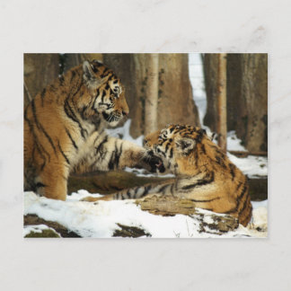 Carte Postale Deux tigres