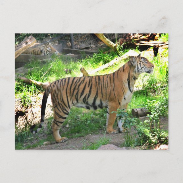 Carte Postale Deux tigres au zoo de San Diego (Devant)
