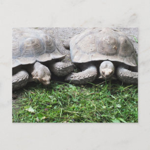 Carte Postale Deux tortues qui se nourrissent